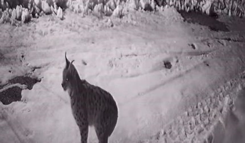 Köye İnen Aç Kalan Yabani Hayvanlar Güvenlik Kameralarına Yakalandı