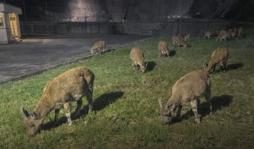 Deriner Barajında Sürpriz Misafir