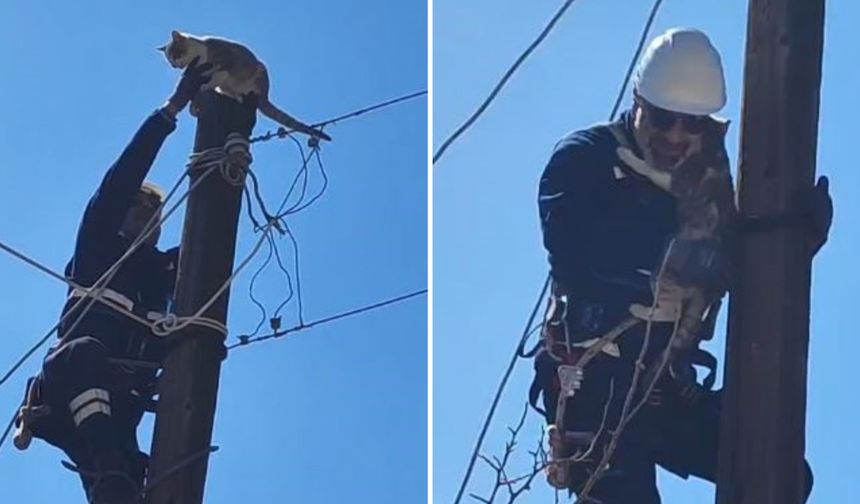Elektrik Direğine Çıkan Kedi Kurtarıldı