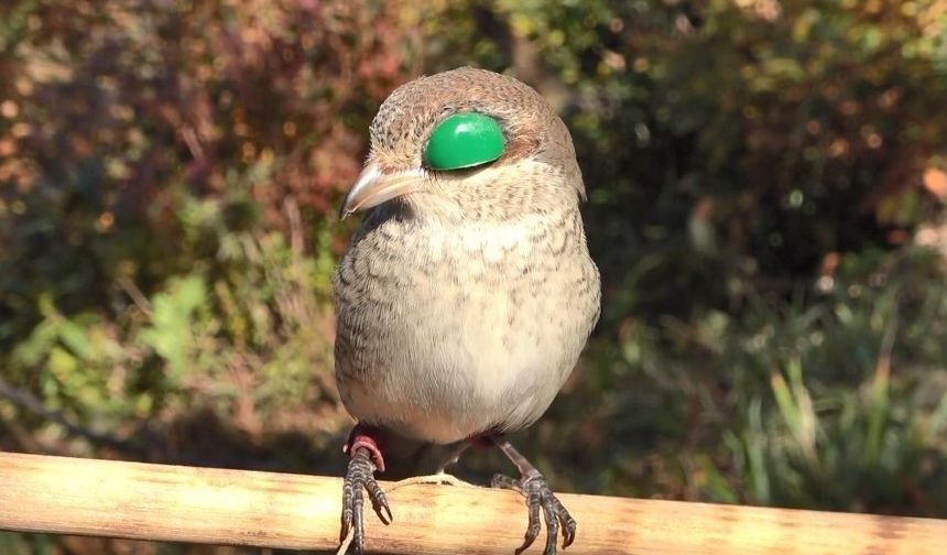 Atmacacılık Geleneği İçin Meclis'ten Karar Çıktı
