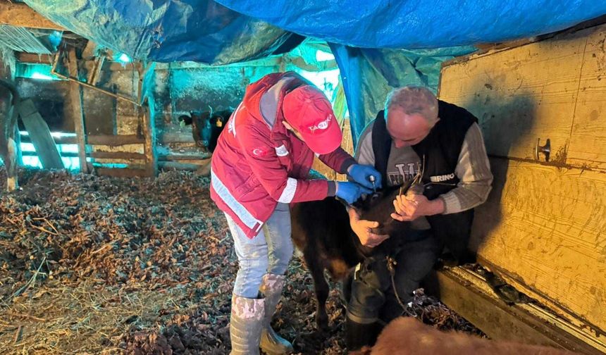 Artvin’de Hayvan Sağlığı Çalışmaları Sürüyor