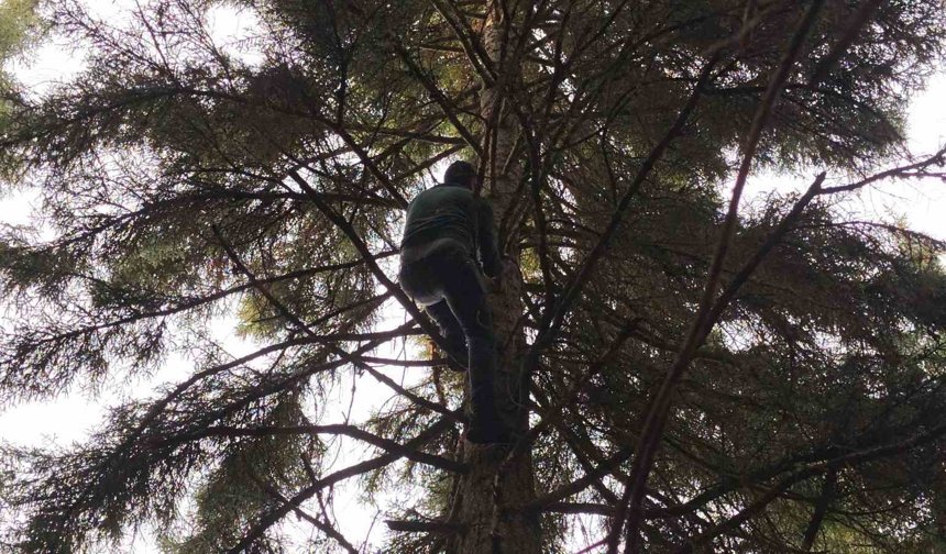 40 Metrelik Göknar Ağacının Tepesine Takılan Dronu Böyle Kurtardılar