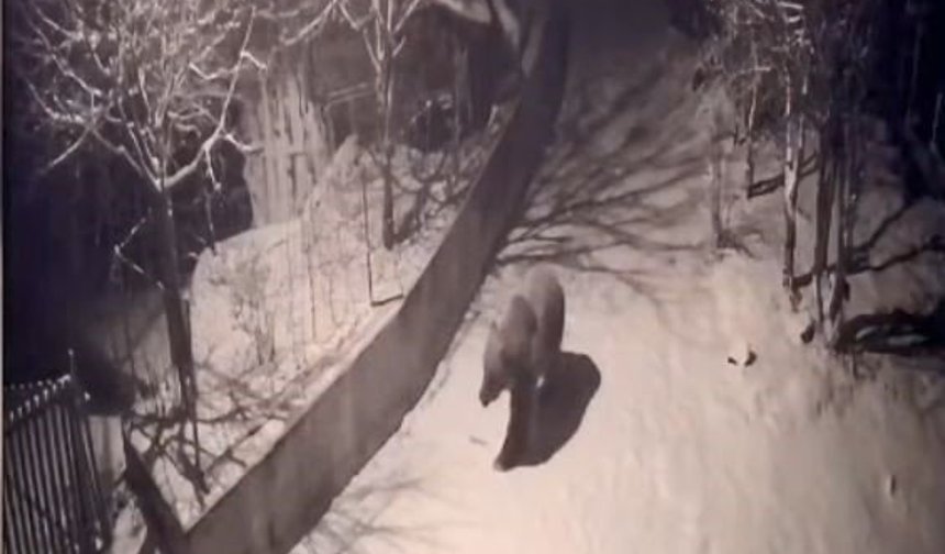 Aç Kalan Ayılar Köylere İndi