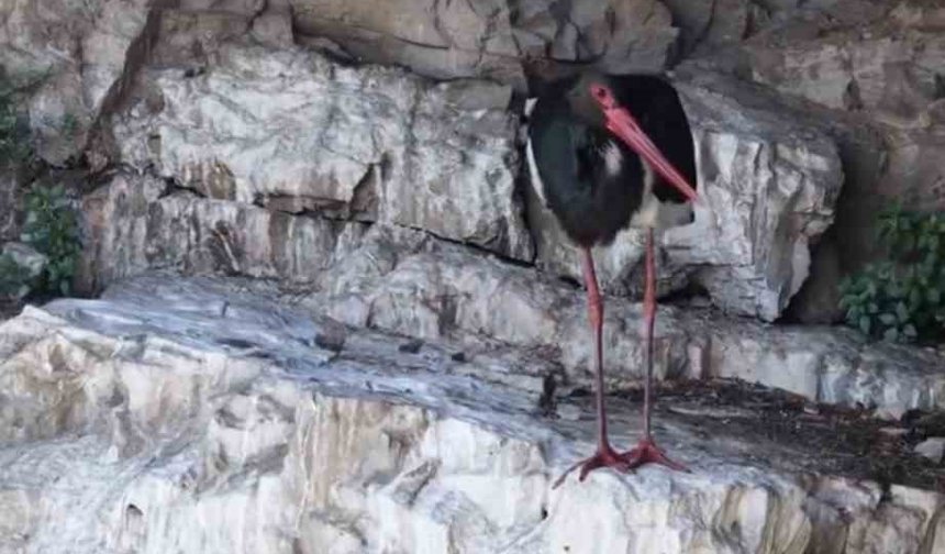 Kara Leylek Görüntülendi