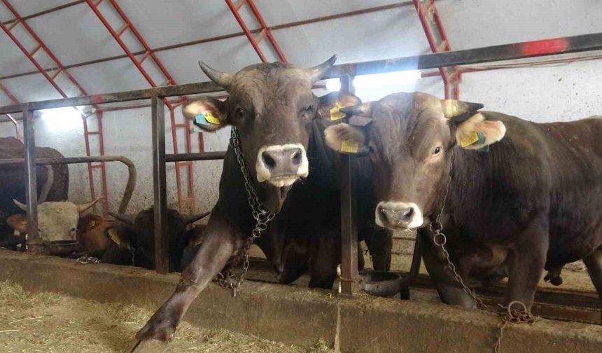 Kurbanlıklar Pazara Çıkmayı Bekliyor