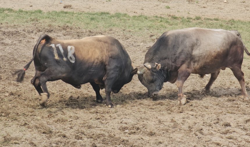 227 Boğa Arenaya Çıktı