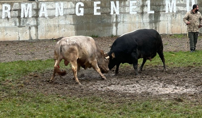 Boğa Güreşi Tutkunları Derekapı'da heyecan artıyor