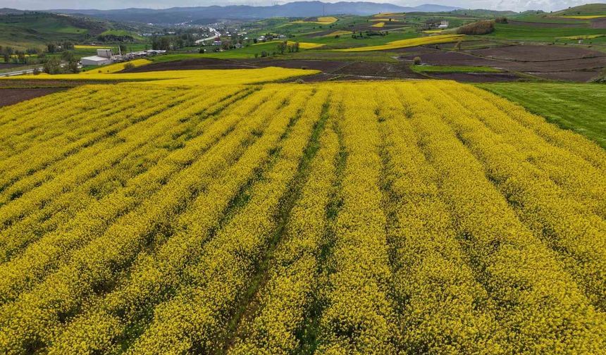 Samsun'da kanola üretimi 47 bin dekara ulaştı: Ekonomiye 350 milyon TL katkı