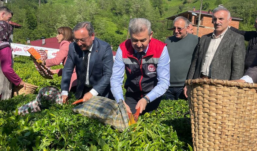 Geleneksel Çay Hasadı Etkinliği Düzenlendi