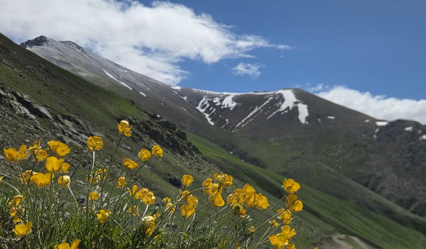 Kaçkar Dağları'nın Eteklerindeki Yaylalar Çiçeklerle Renklendi