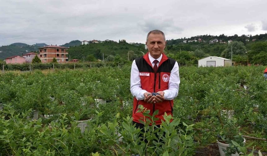 Ordu'da maviyemiş hasadı başladı