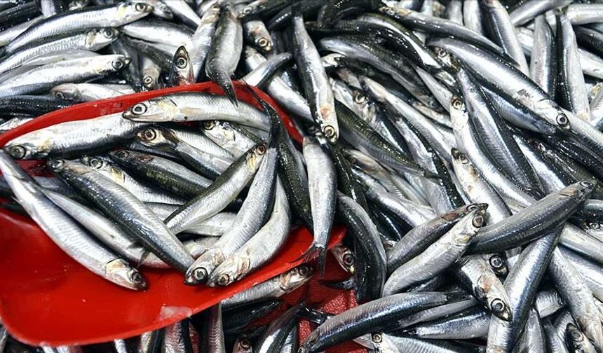 Türkiye hamsi ihracatından 5 ayda 7,3 milyon dolar kazandı