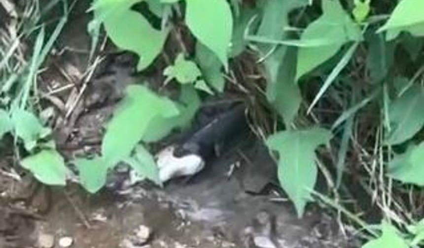 Artvin'de Yılanın Balık Avı Kamerada