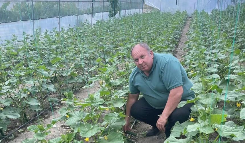 Seralarda Üretilen İlk Yerli Salatalıklar Satışa Çıkıyor