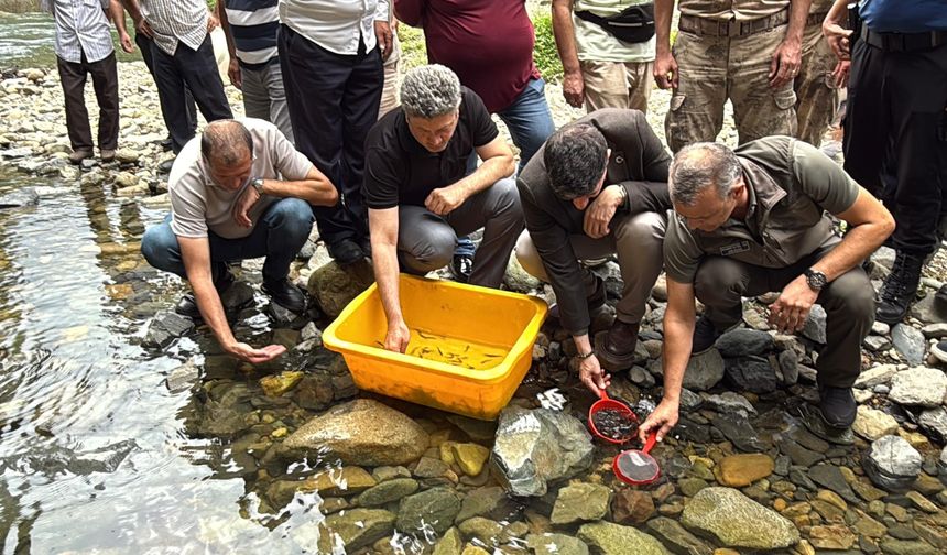 Rize'de derelere 25 bin kırmızı benekli alabalık salındı