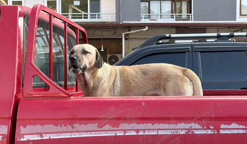 Bir Kamyonetin Kasasında Başlayan Yolculuk, Sıra Dışı Bir Dostluğa Dönüştü
