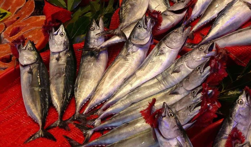 Trabzon'da palamut bereketi: 1 Eylül'den bu yana bin 300 ton palamut avlandı