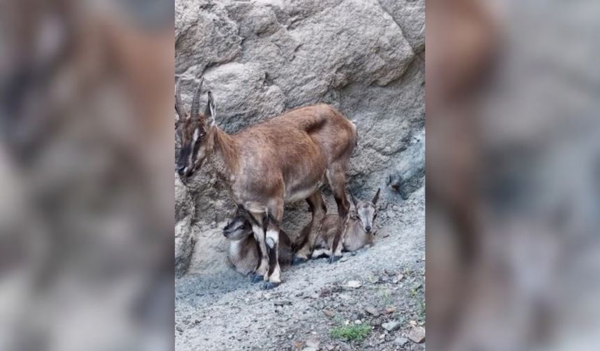 Anne Yaban Keçisi Yavrularına Tırmanmayı Öğretiyor