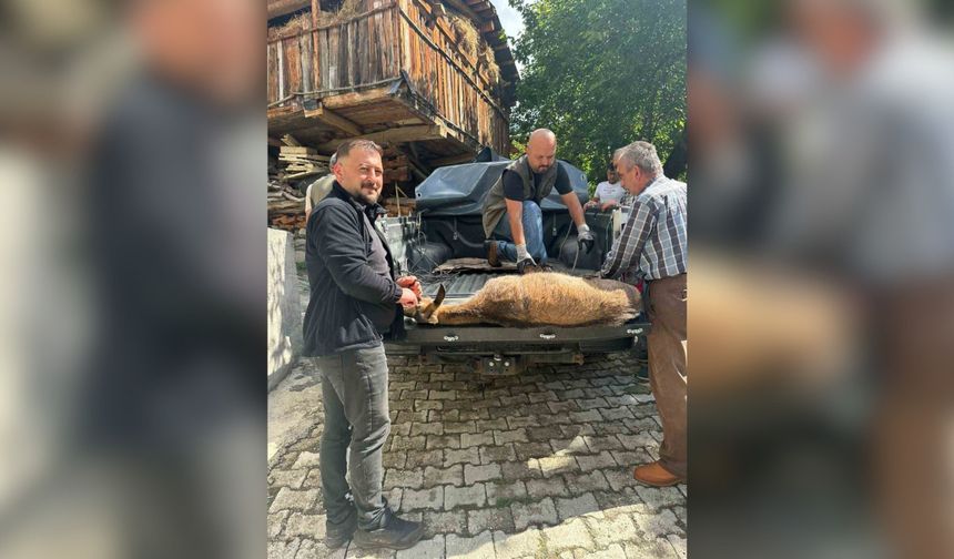 Halsiz Düşen Yaban Keçisi Köye Sığındı