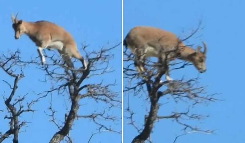 Doğanın Tırmanış Ustası Ağacın Tepesinde Görüntülendi