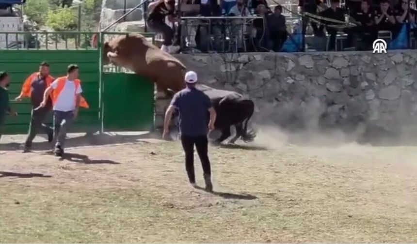 Festivalde Güreşen Boğa Kapı Boşluğundan Kaçtı