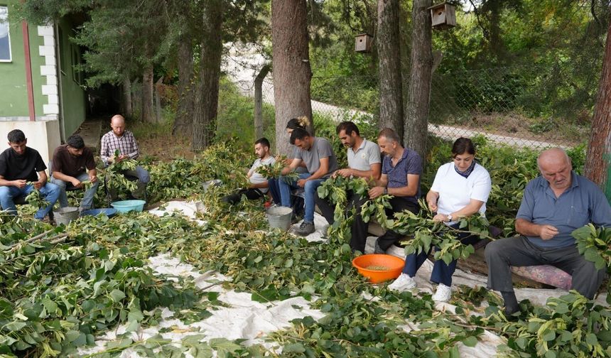 Ardanuç’ta Ihlamur Fidanı Üretim Mesaisi