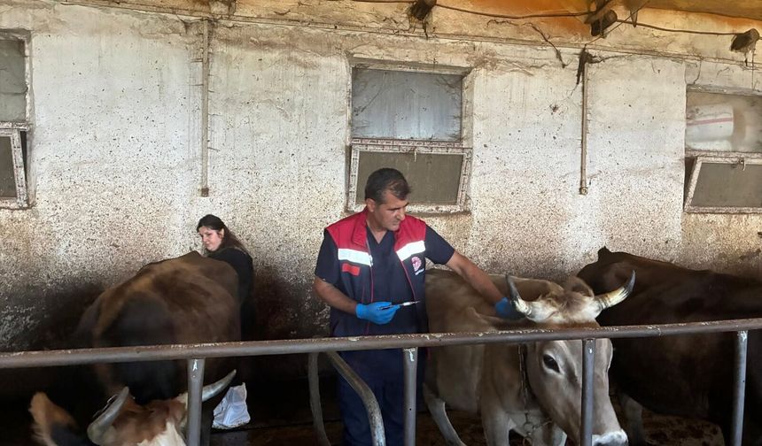 Artvin’de Sonbahar Dönemi Şap Aşılama Kampanyası Başladı