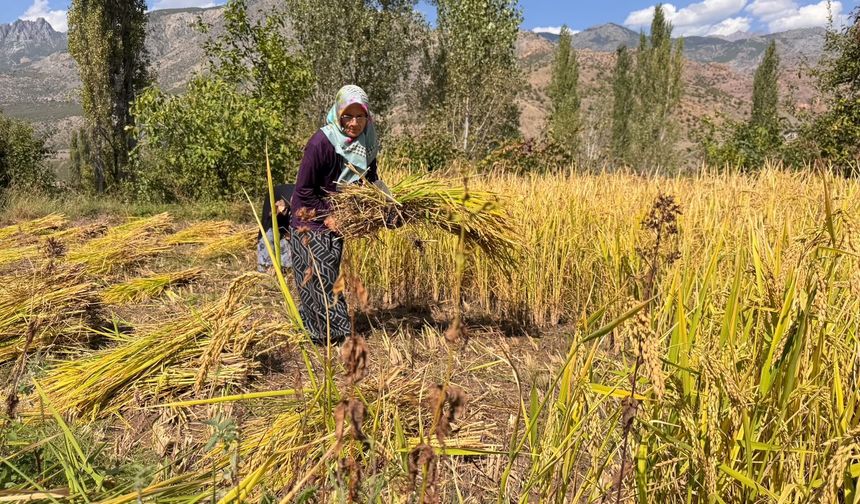 Yusufeli’nde Geleneksel Çeltik Hasadı Başladı