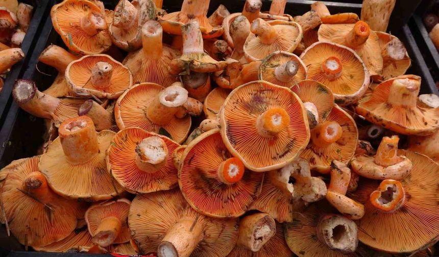 Karadeniz Bölgesi’ne Uzmanından Önemli Uyarılar