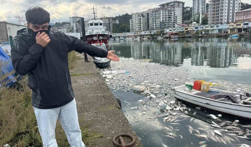 Palamut Bolluğu Çileye Dönüştü