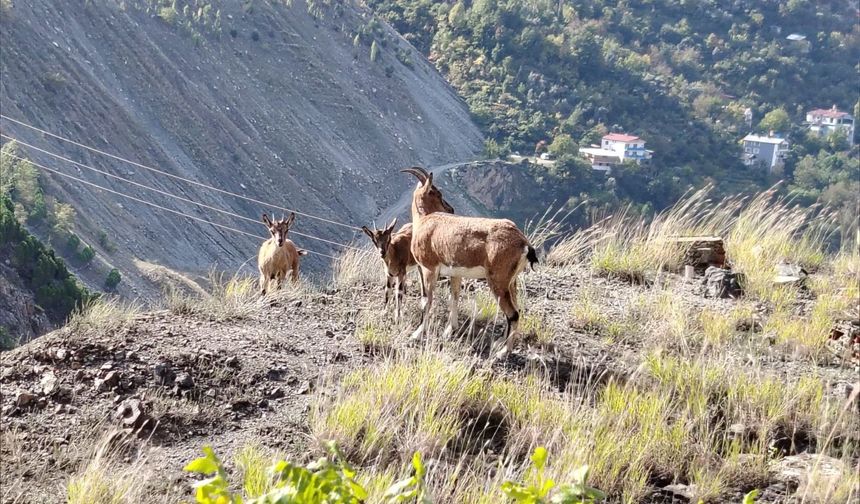Artvin’de Doğal Yaşamdan Görsel Şölen