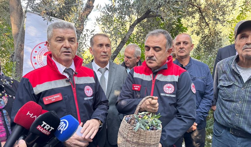 Butko Zeytin Hasadı Başladı