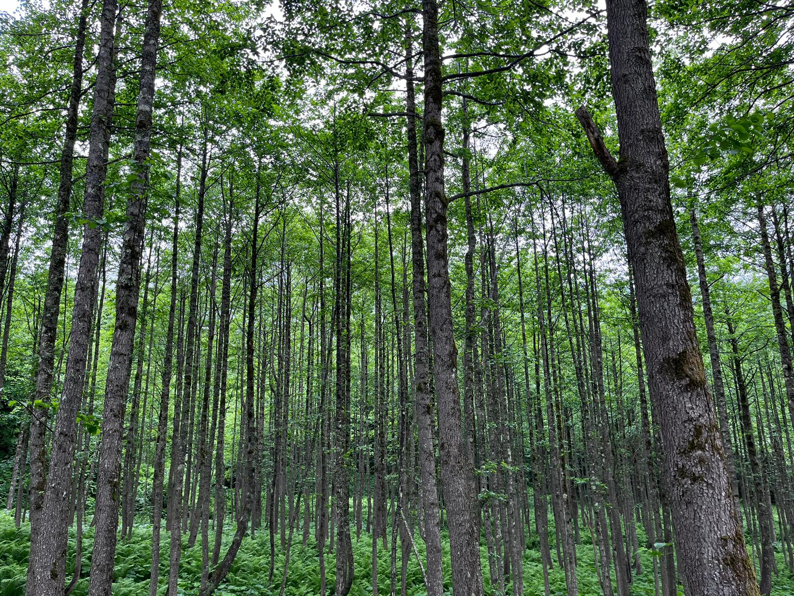 Artvin’in Doğasına Hayran Kaldılar (5)