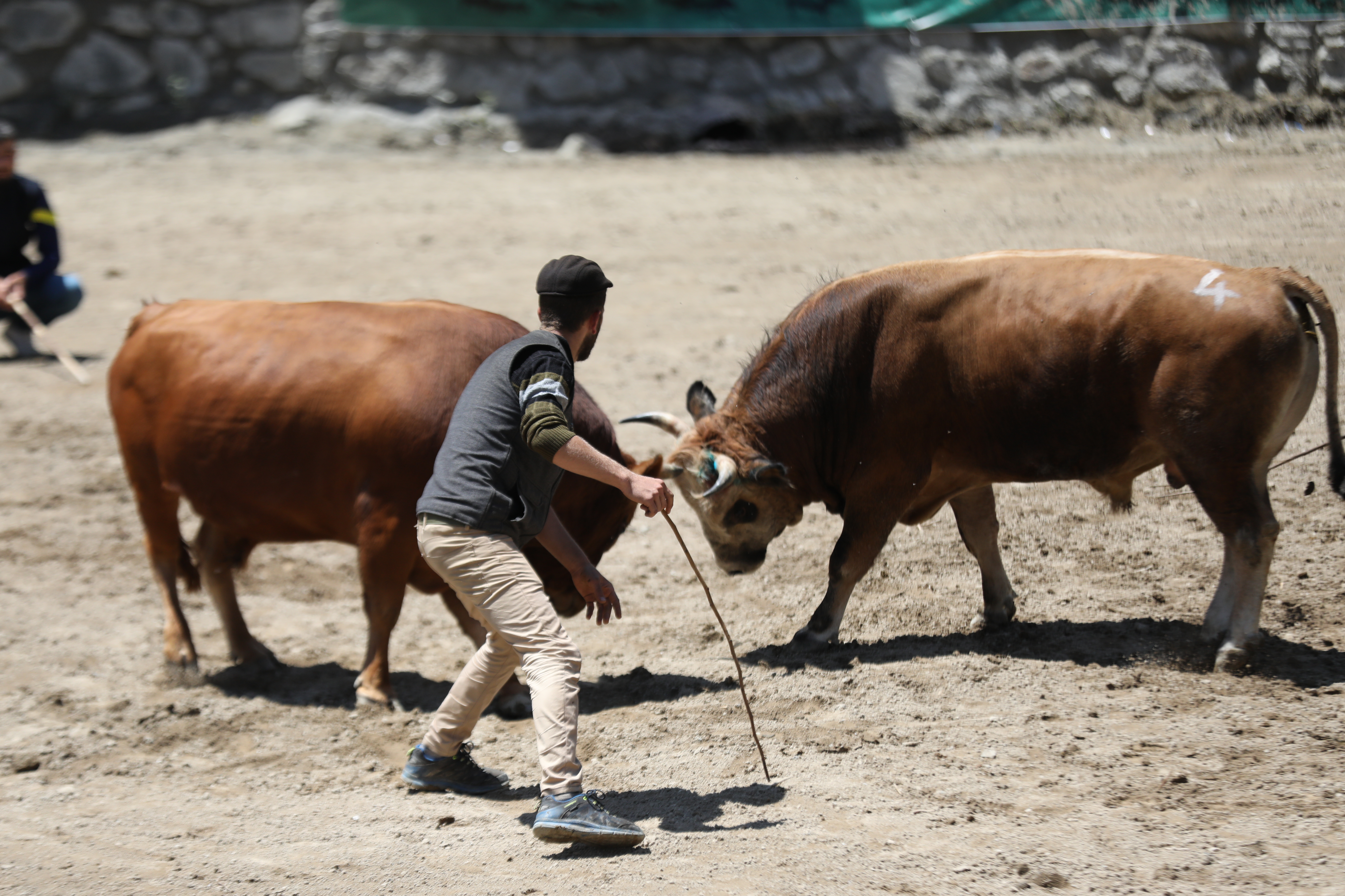 Doğa Festivali başladı (4)