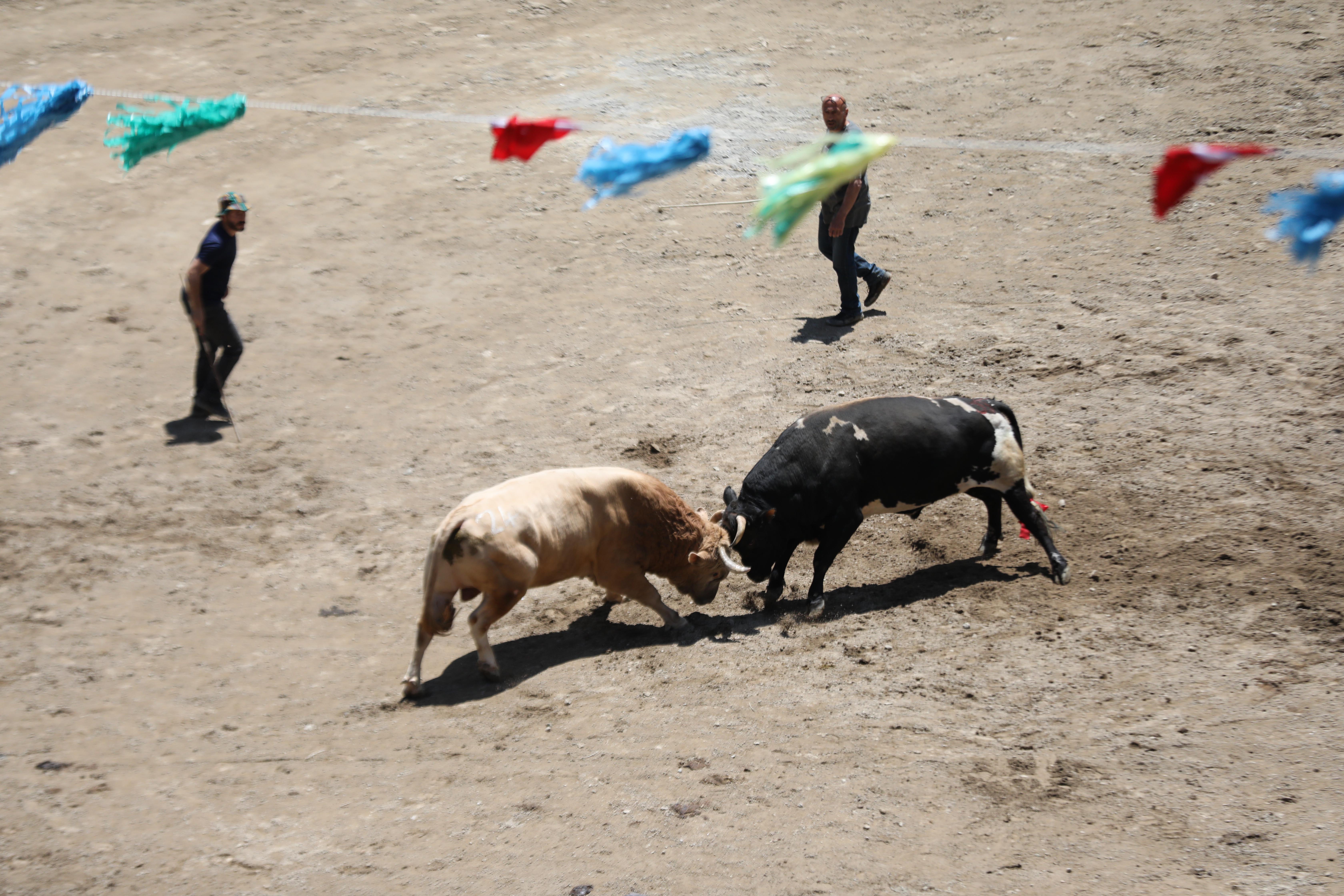 Doğa Festivali başladı (5)