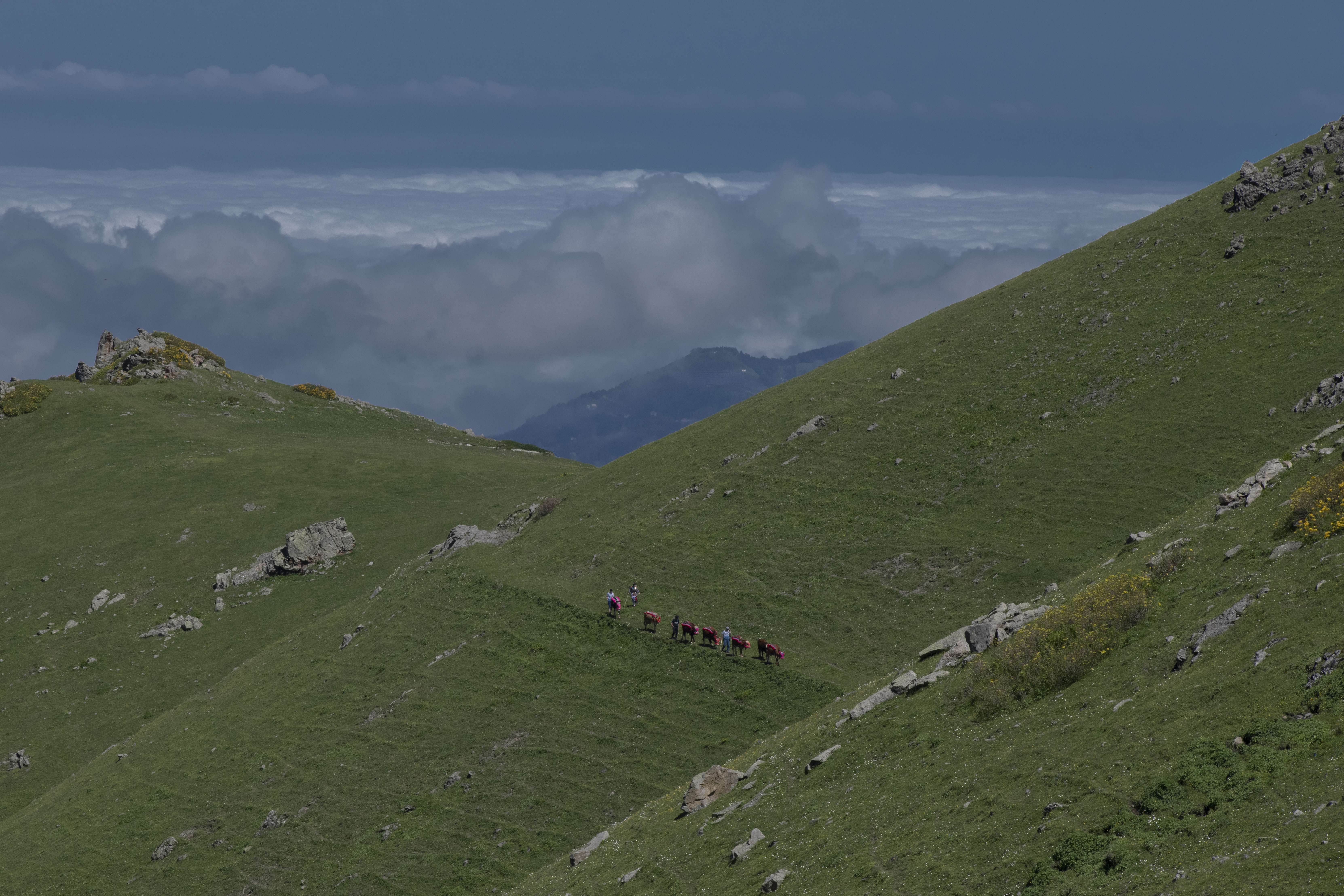 Karadeniz'de yaylacıların göç yolculuğu başladı (5)