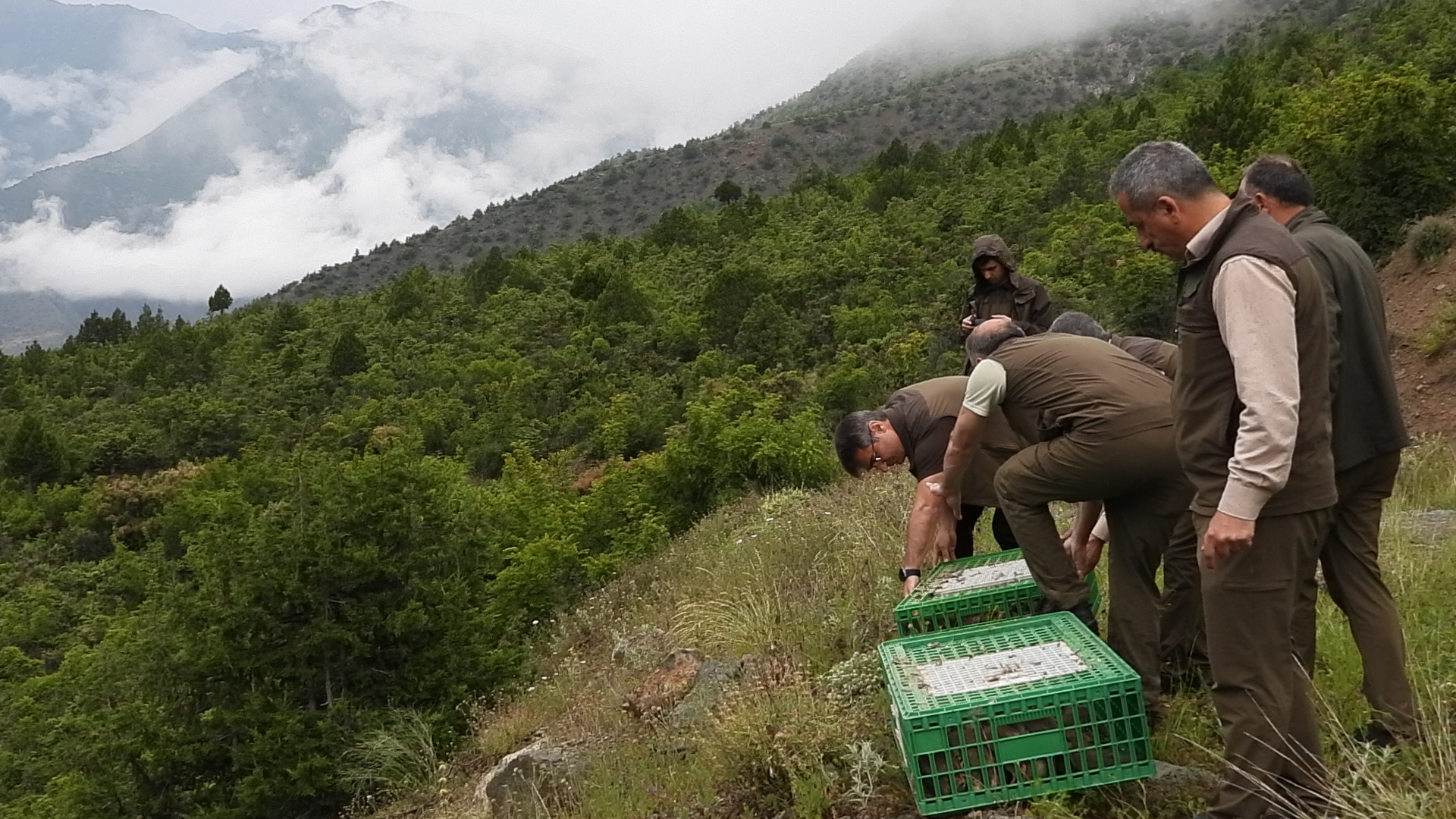 Kınalı keklikler doğa ile buluştu (2)