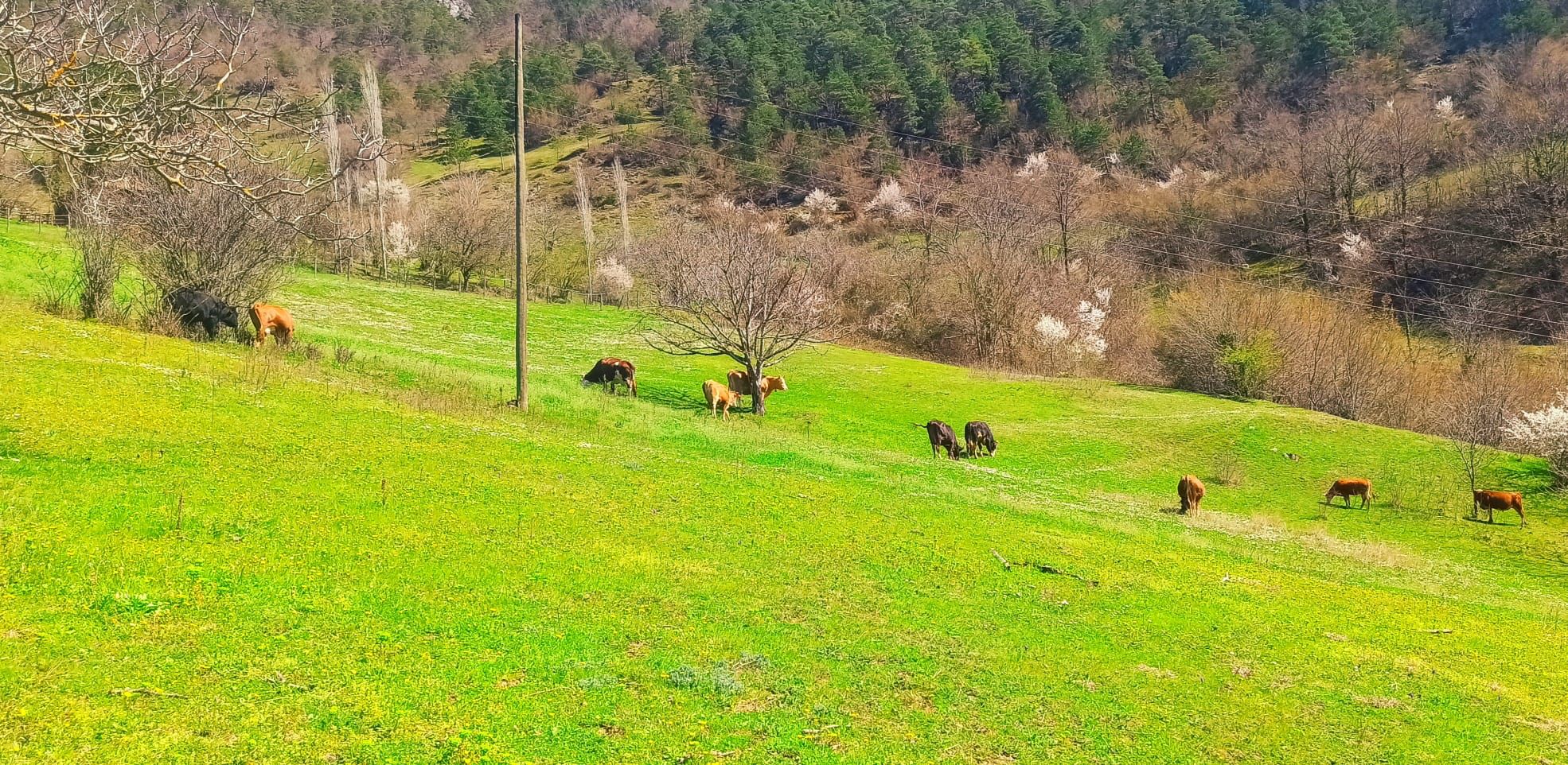 Adagül Yaylası (2)