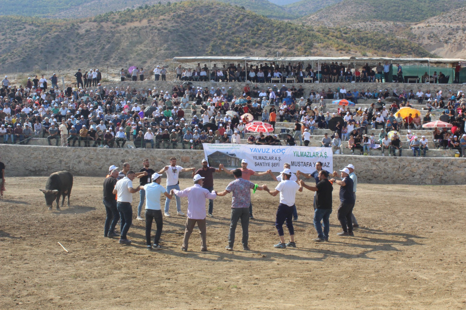 Ardanuç’ta Boğa Güreşleri Başladı (2)