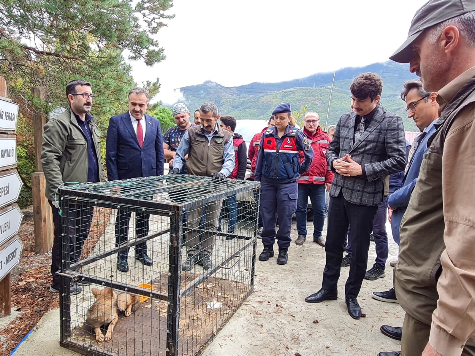 Baykuş ve çakal doğaya salındı (4)