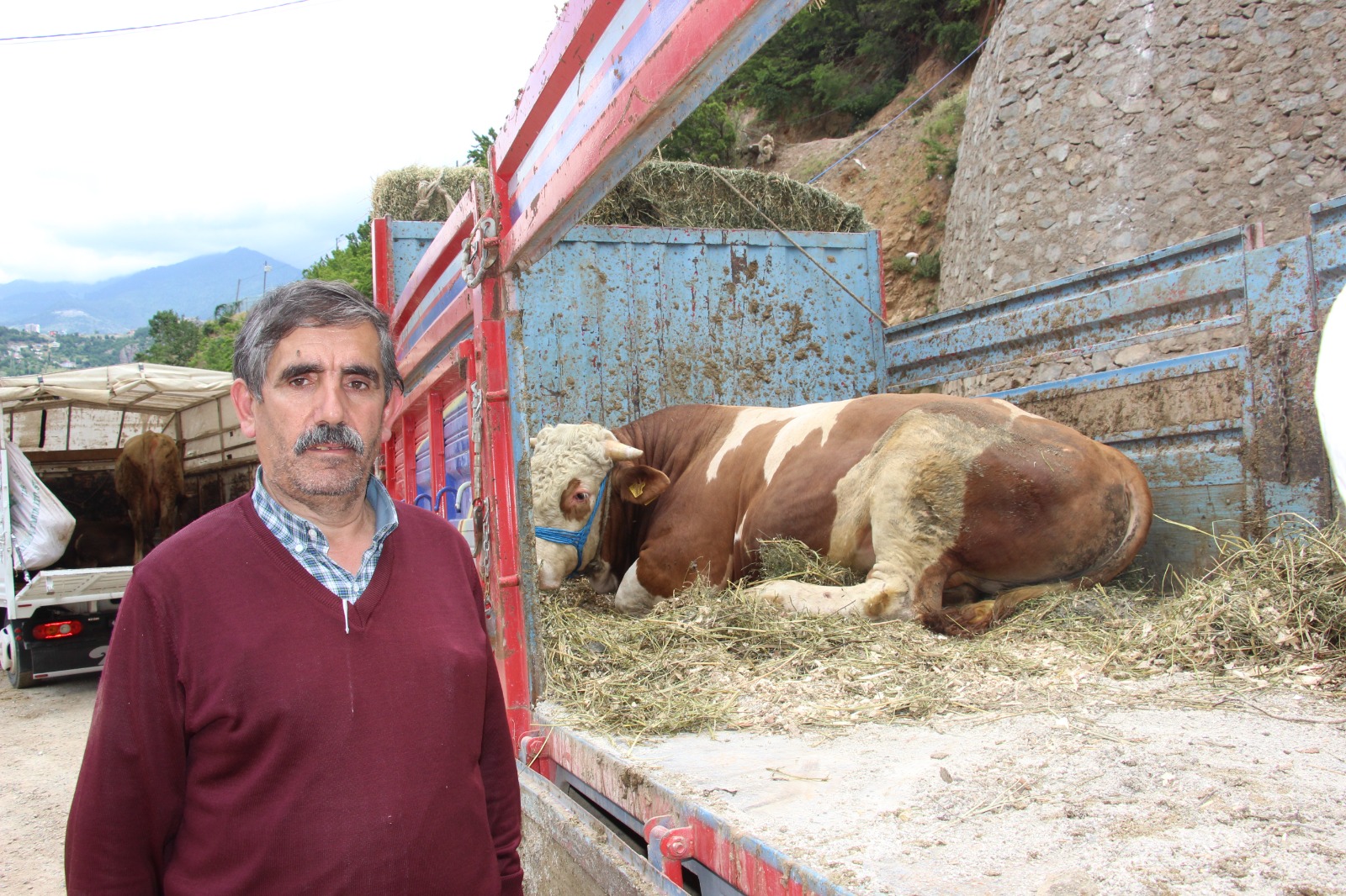 kurbanlık boğa