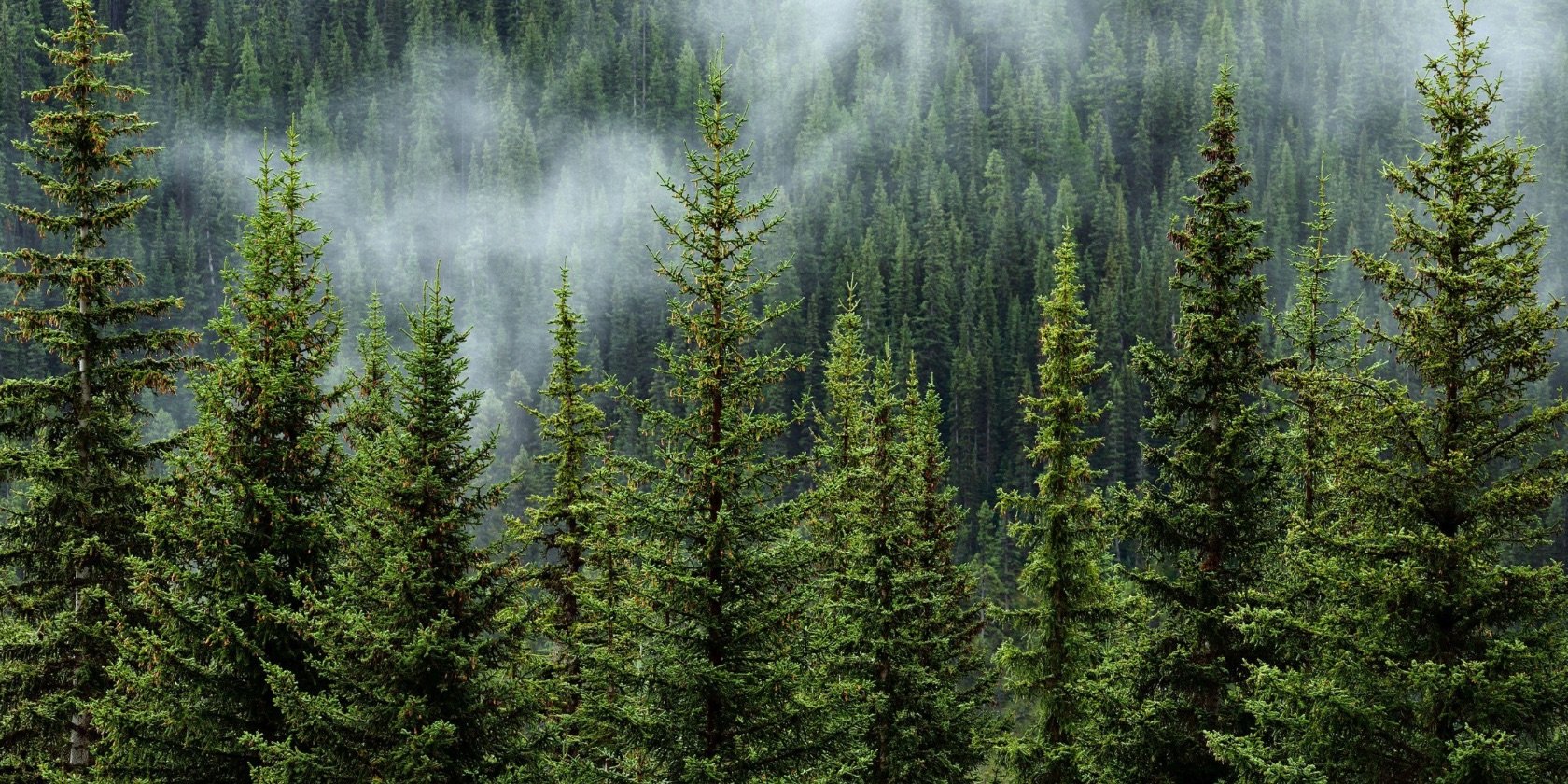 ULUSAL ORMAN ENVANTERİ HİZMETİ ALINACAKTIR