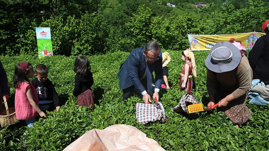 Geleneksel Çay Hasadı Etkinliği Düzenlendi 1