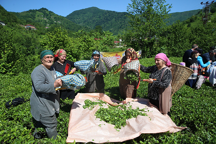Geleneksel Çay Hasadı Etkinliği Düzenlendi3