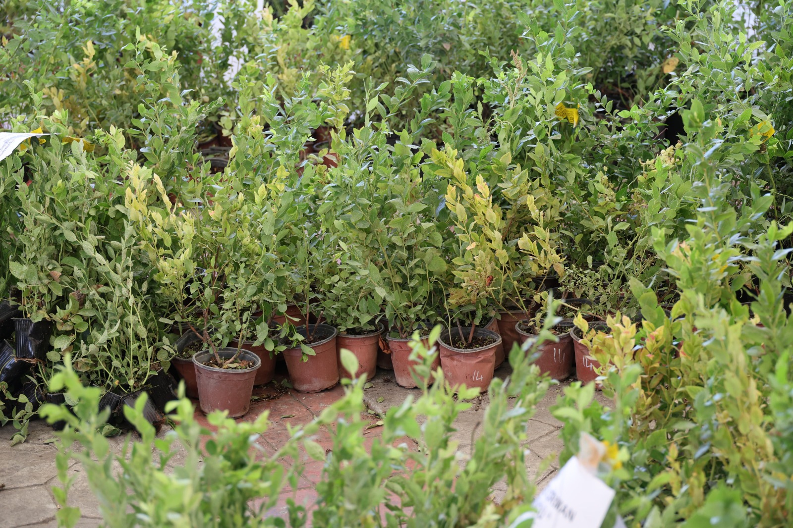 8 Bin Maviyemiş Fidanı Dağıtıldı-3