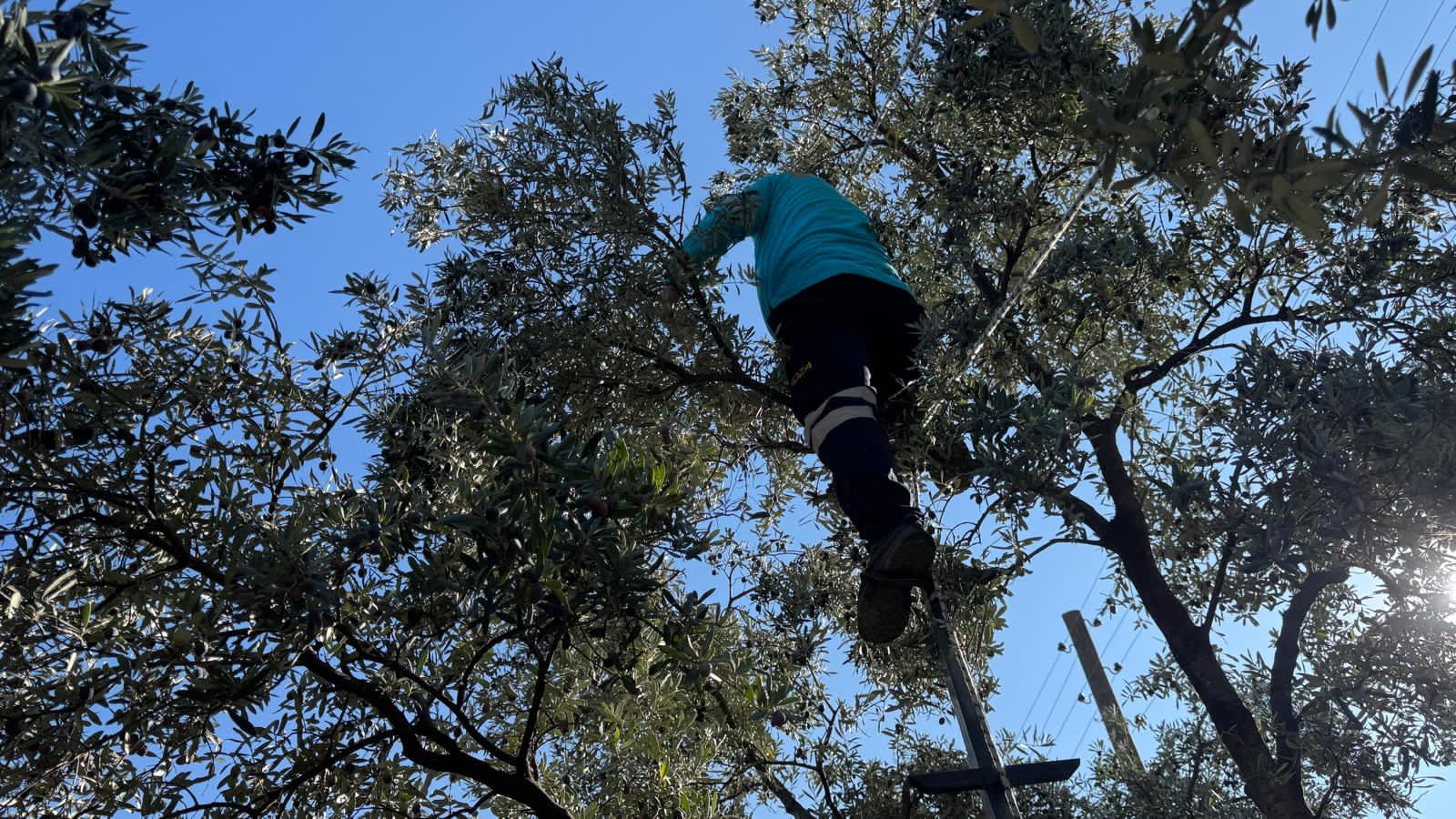 Butko Zeytini Hasadı Devam Ediyor (3)