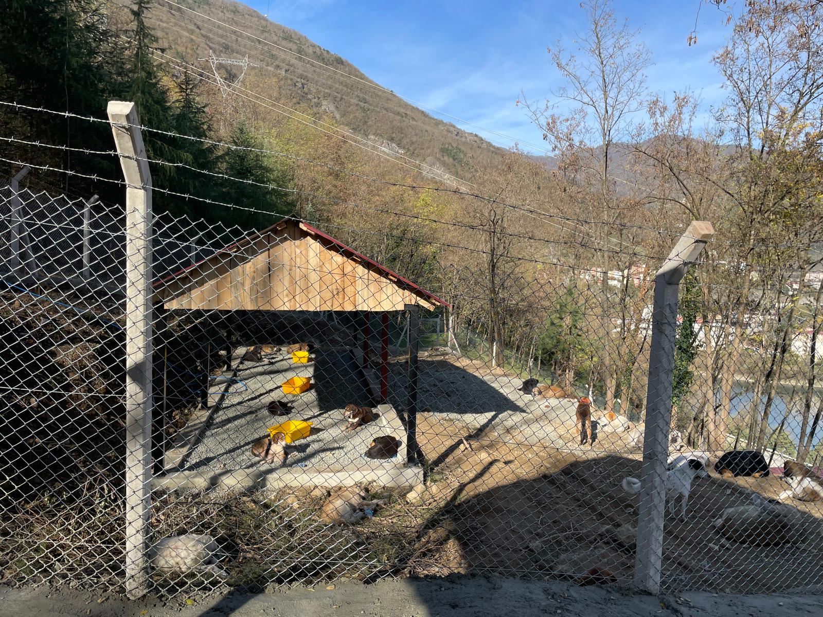 Sokaktaki Canlar Artık Koruma Altında2