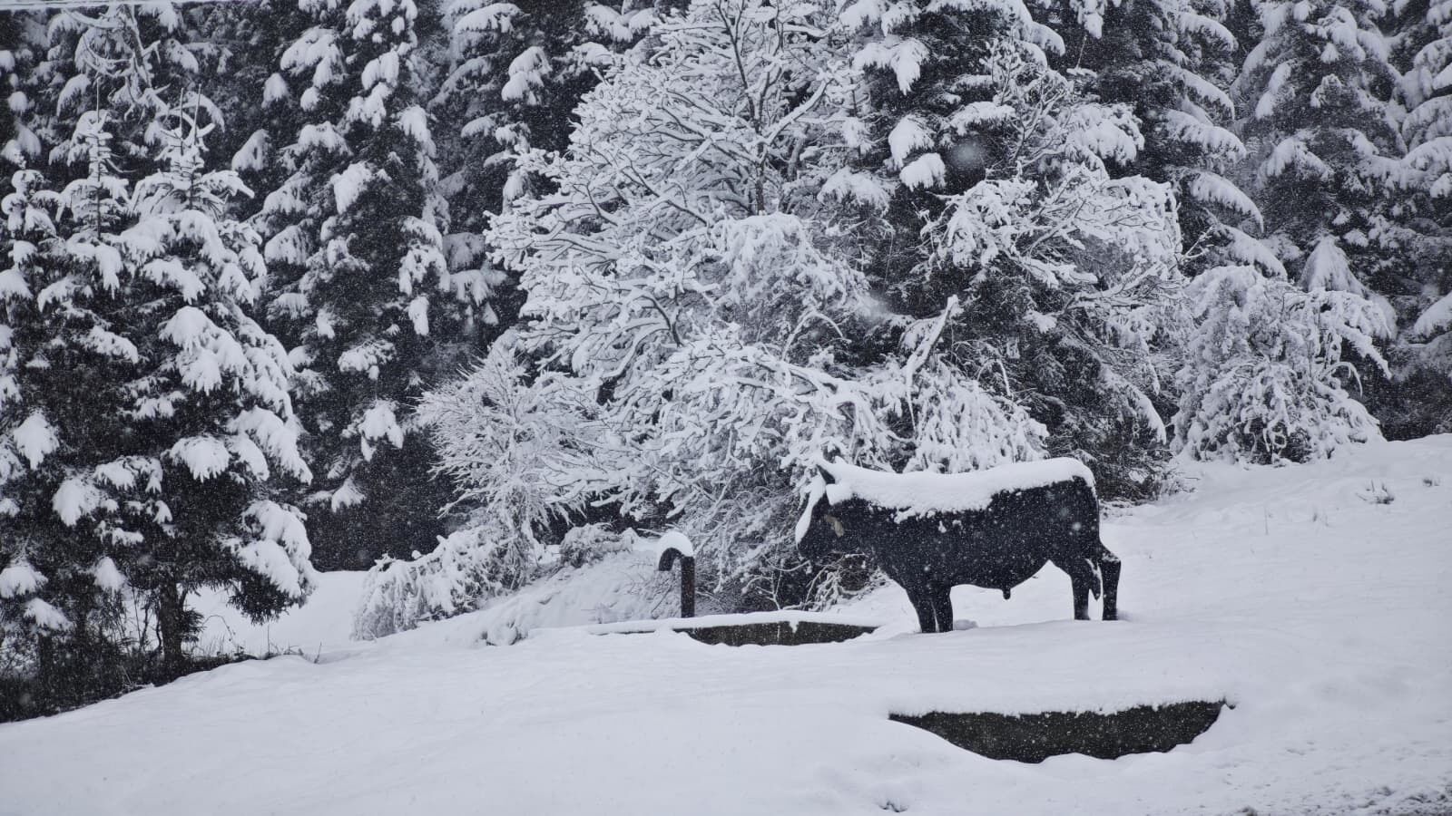 859000F6 1B19 4102 Ad8E 337Fc4Be4891