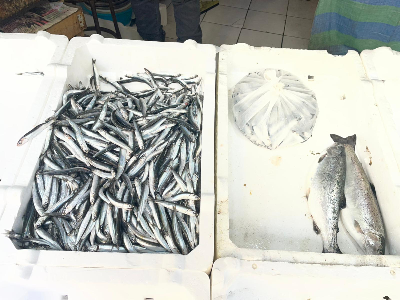 Hamsi Geri Döndü, Fiyatı Cep Yaktı (1)