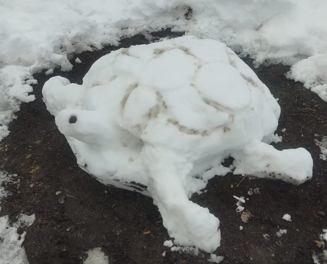 Ardanuç’ta Kardan Timsah ve Kaplumbağa Sürprizi-3